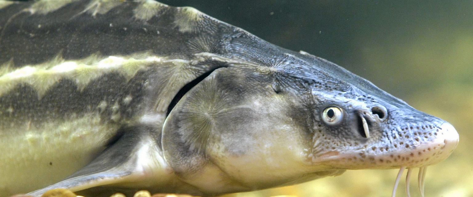 KARP HODOWLANY Aquaculture SDK